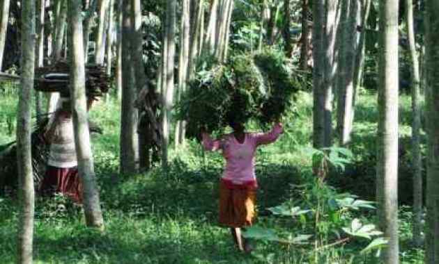 Hutan Kemasyarakatan (HKM)